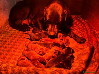 Labrador Retriever perros Nueva camada labrador retriever - Anuncio 1