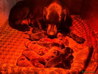 Labrador Retriever perros Nueva camada labrador retriever - Anuncio 28