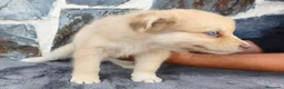 Raza Mixta perros en venta: BORDERPOM (BORDER COLLIE + POMERANIA) - Anuncio 5
