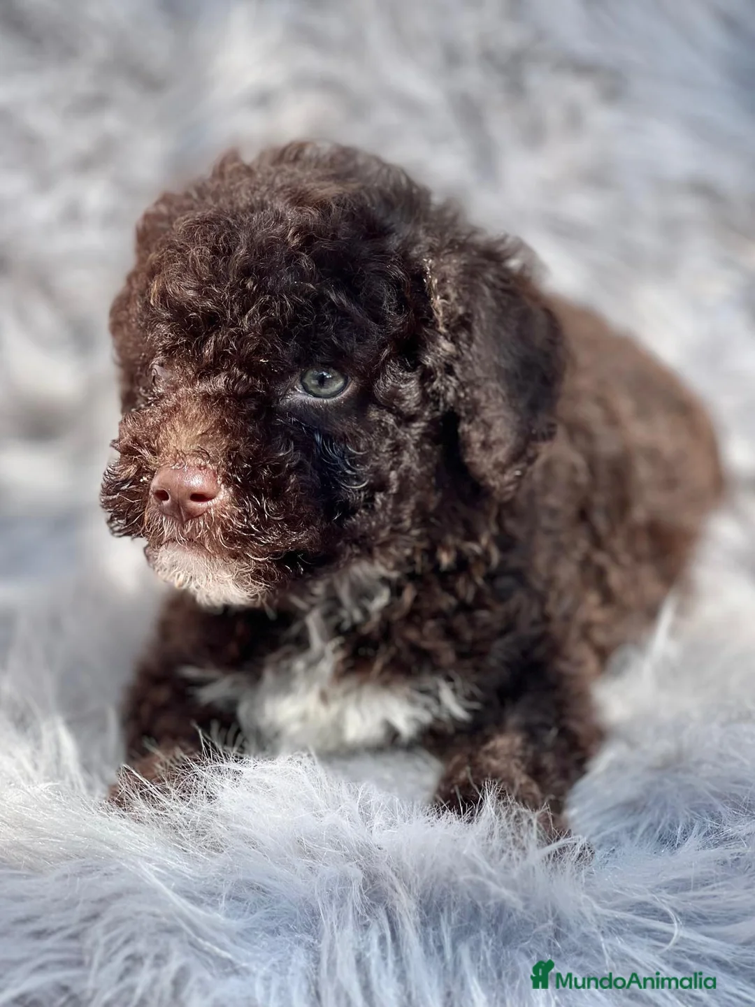 Perro de Agua Español perros en venta: Perro de aguas en Barcelona - Anuncio 5