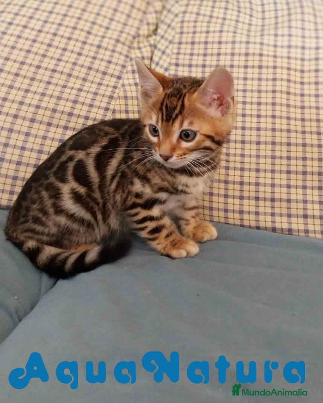 Bengalí gatos Gatitos BENGALI - AQUANATURA en Barcelona - Anuncio 2
