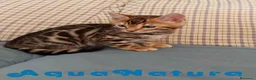 Bengalí gatos en venta: Gatitos BENGALI - AQUANATURA en Barcelona - Anuncio 2