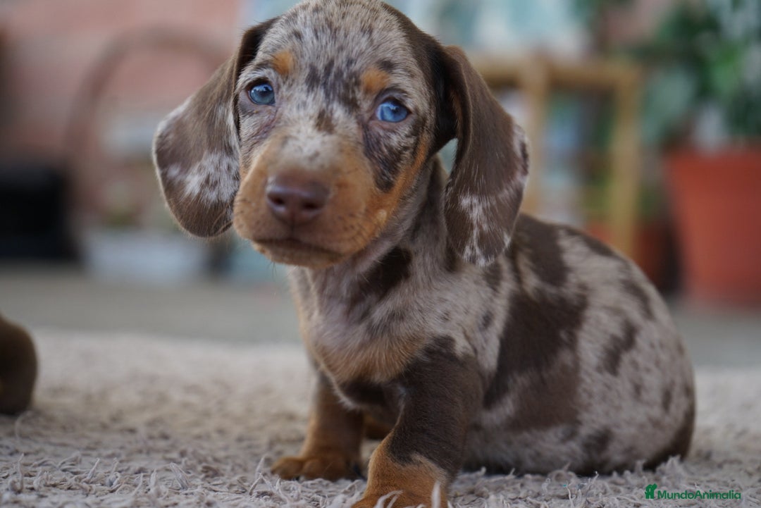 Teckel Miniatura perros en venta: 🐾 Frisco – Teckel miniatura merlé chocolate 🐾 - Imagen 3