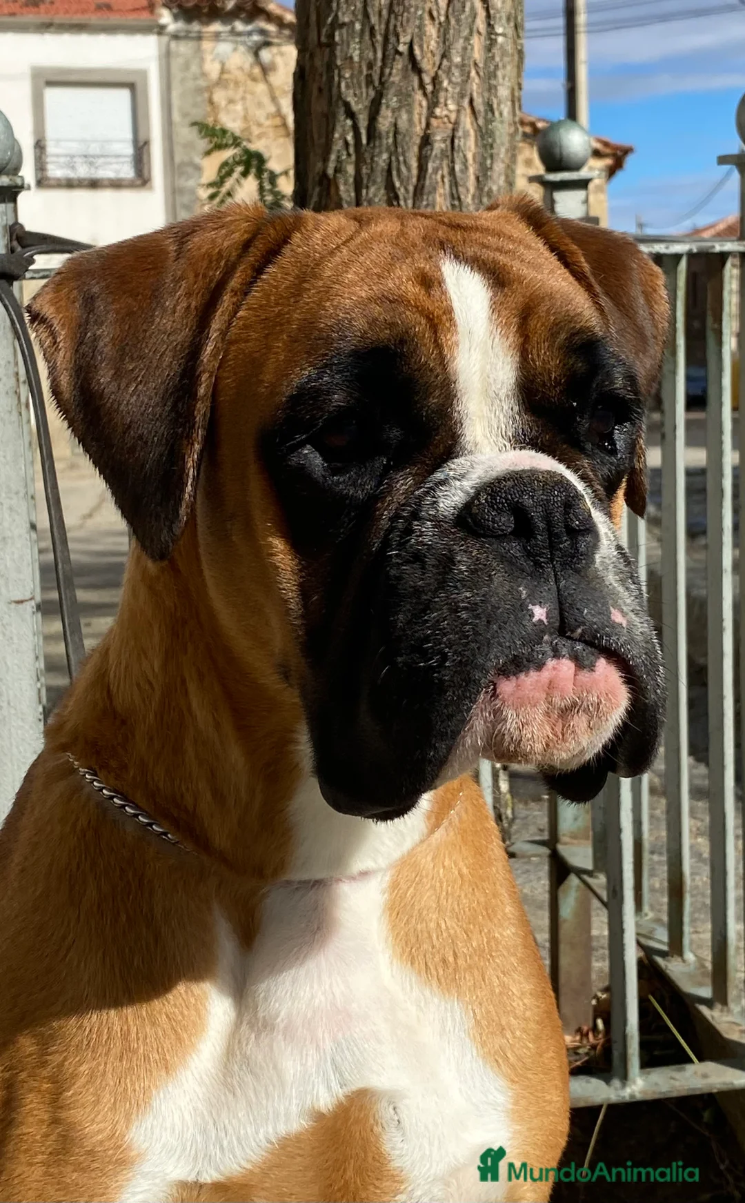 Boxer perros en venta: Boxer De Los Infanzones en Salamanca - Anuncio 2
