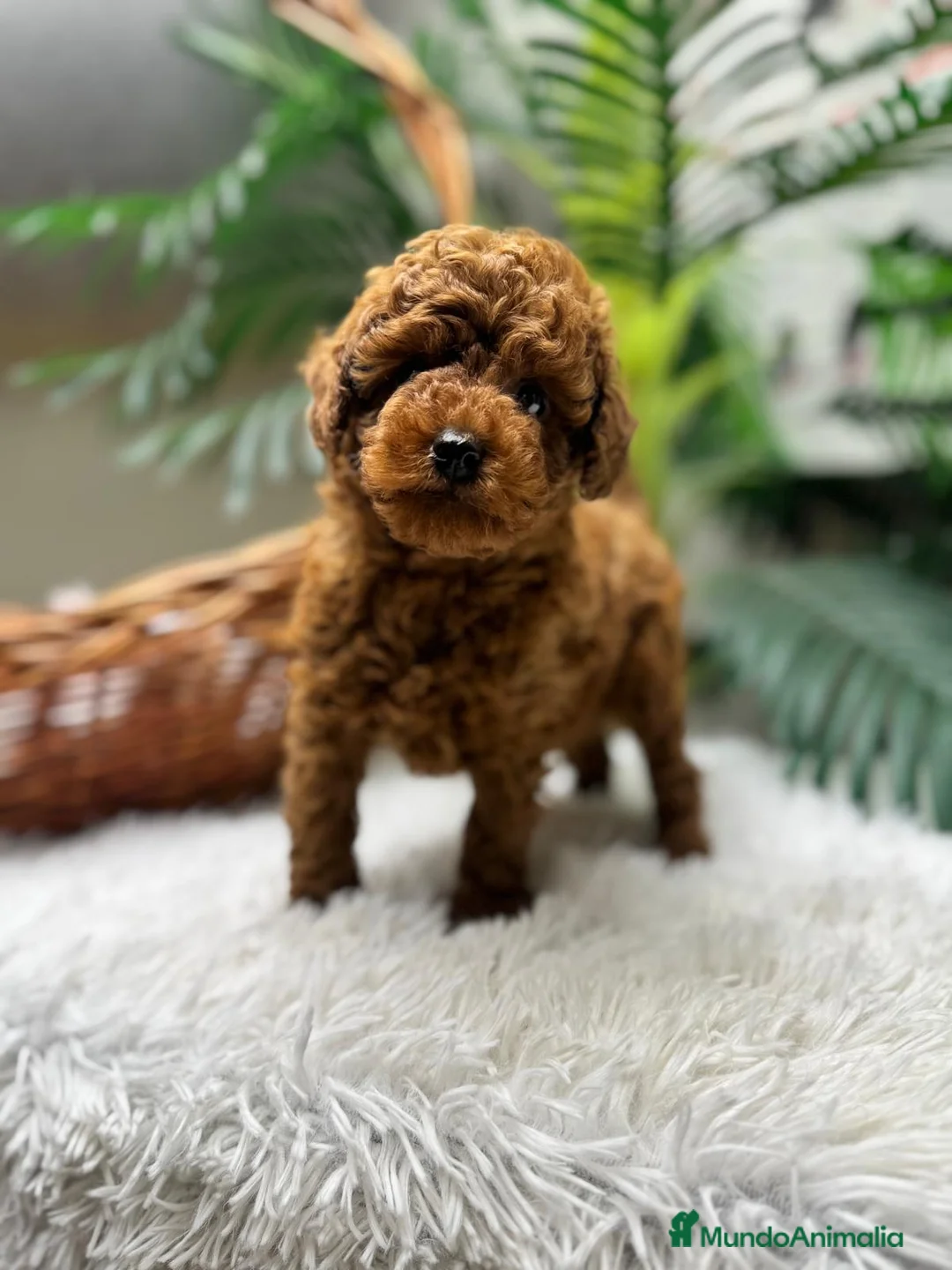 Caniche Toy perros en venta: CANICHE TOY-CACHORRO LISTO PARA ENTREGAR - Anuncio 3