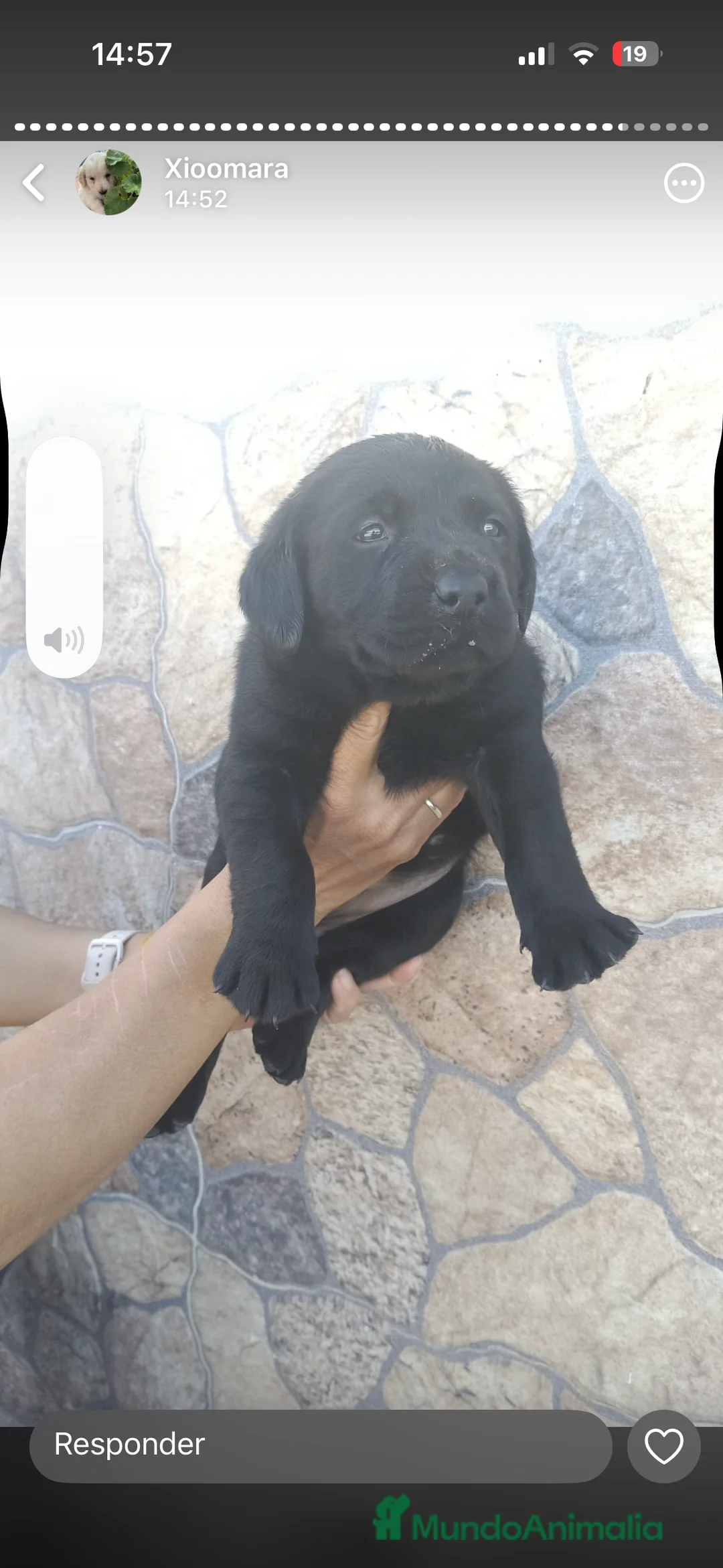 Labrador Retriever perros en venta: Espectacular hembra negra  en Córdoba - Anuncio 4