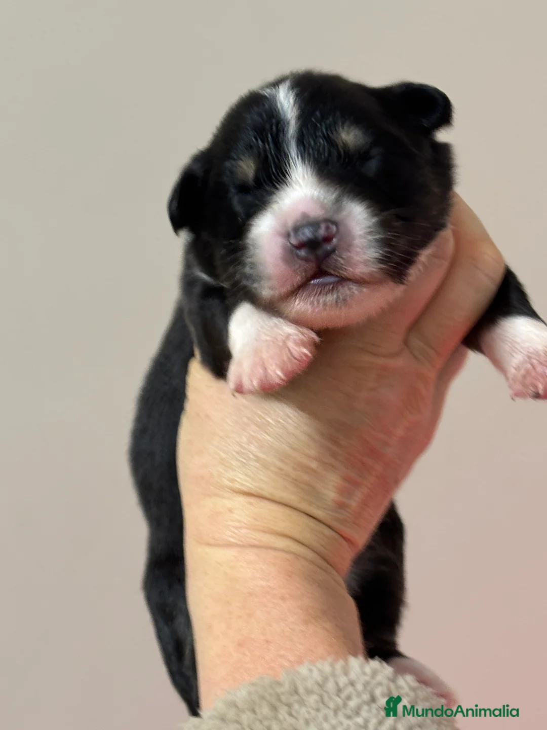 Pastor Australiano perros en venta: Cachorros pastor australiano  - Anuncio 6