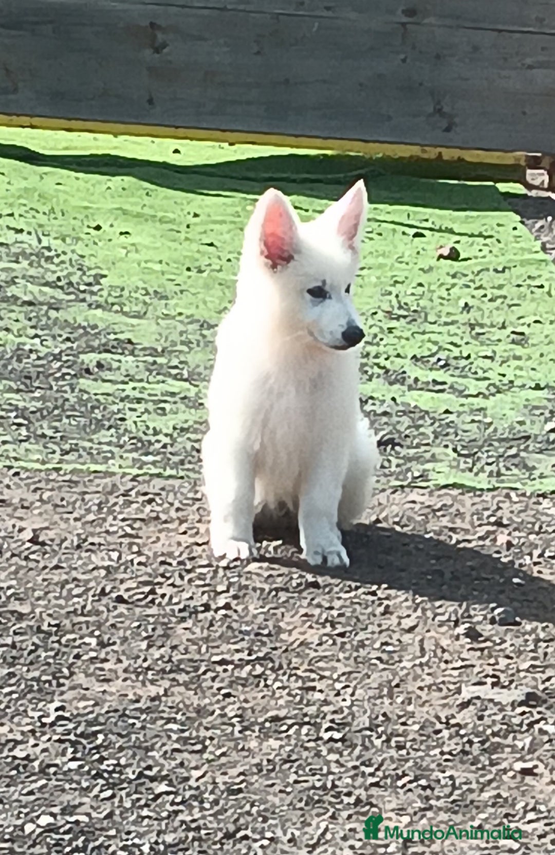 Pastor Blanco Suizo perros en venta: Pastor Blanco Suizo  - Anuncio 17