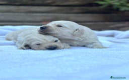 Golden Retriever perros en venta: Preciosos cachorros de Golden retriever - Imagen 7