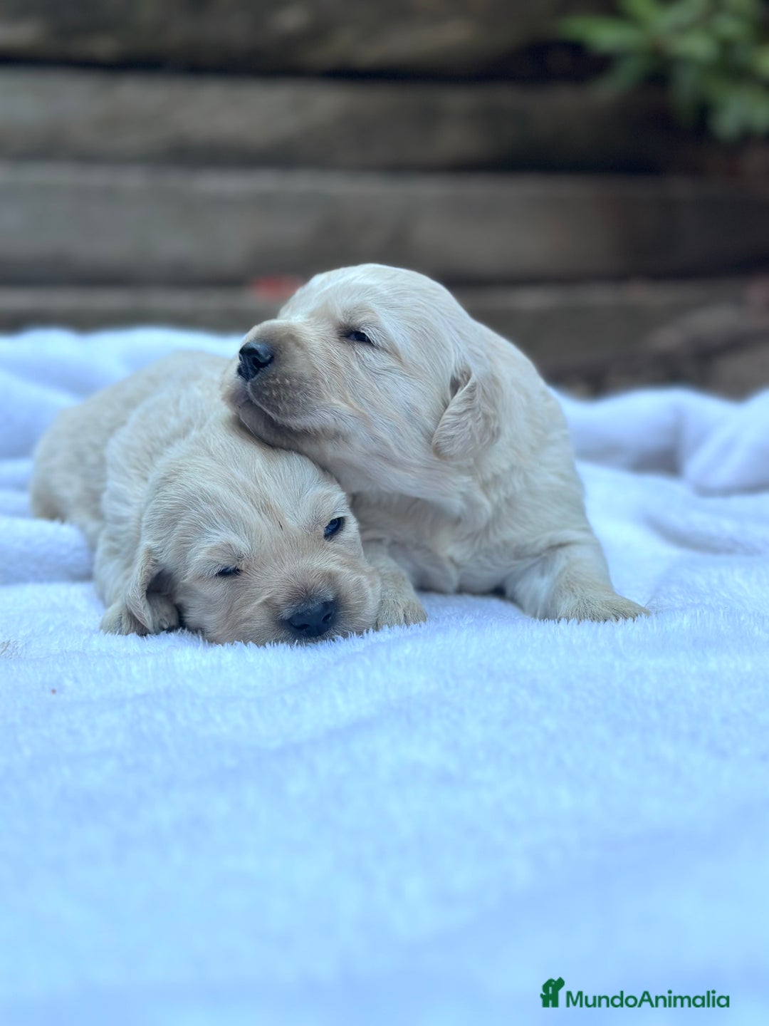 Golden Retriever perros en venta: Preciosos cachorros de Golden retriever - Imagen 7