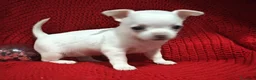 Chihuahua perros en venta: Chihuahuas toy  - Anuncio 2
