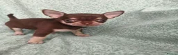 Chihuahua perros en venta: Chihuahua Toy - Anuncio 5