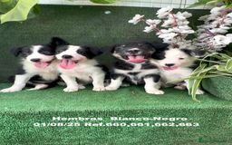 Border Collie perros en venta: Border Collie De Villa Biznaga - Imagen 25