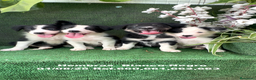 Border Collie perros en venta: Border Collie De Villa Biznaga - Anuncio 25