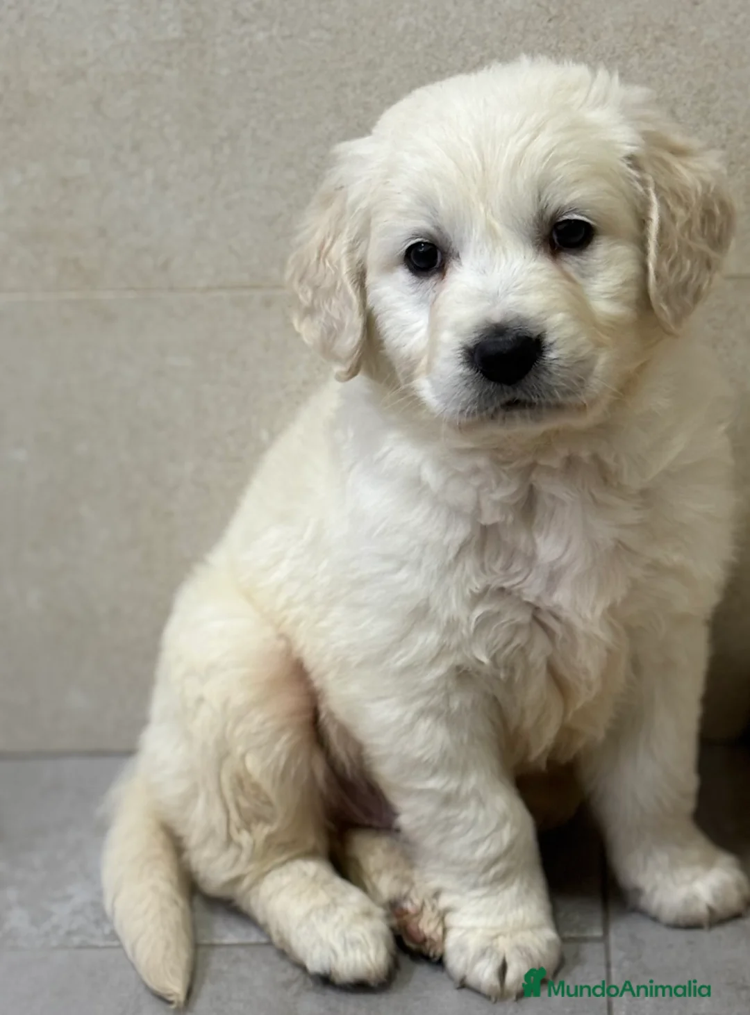 Golden Retriever perros en venta: Último precioso golden disponible. Aprovecha!! - Anuncio 1