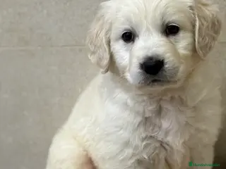 Golden Retriever perros Último precioso golden disponible. Aprovecha!! - Anuncio 2