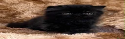Persa gatos en venta: Persa puro negrito. - Anuncio 1