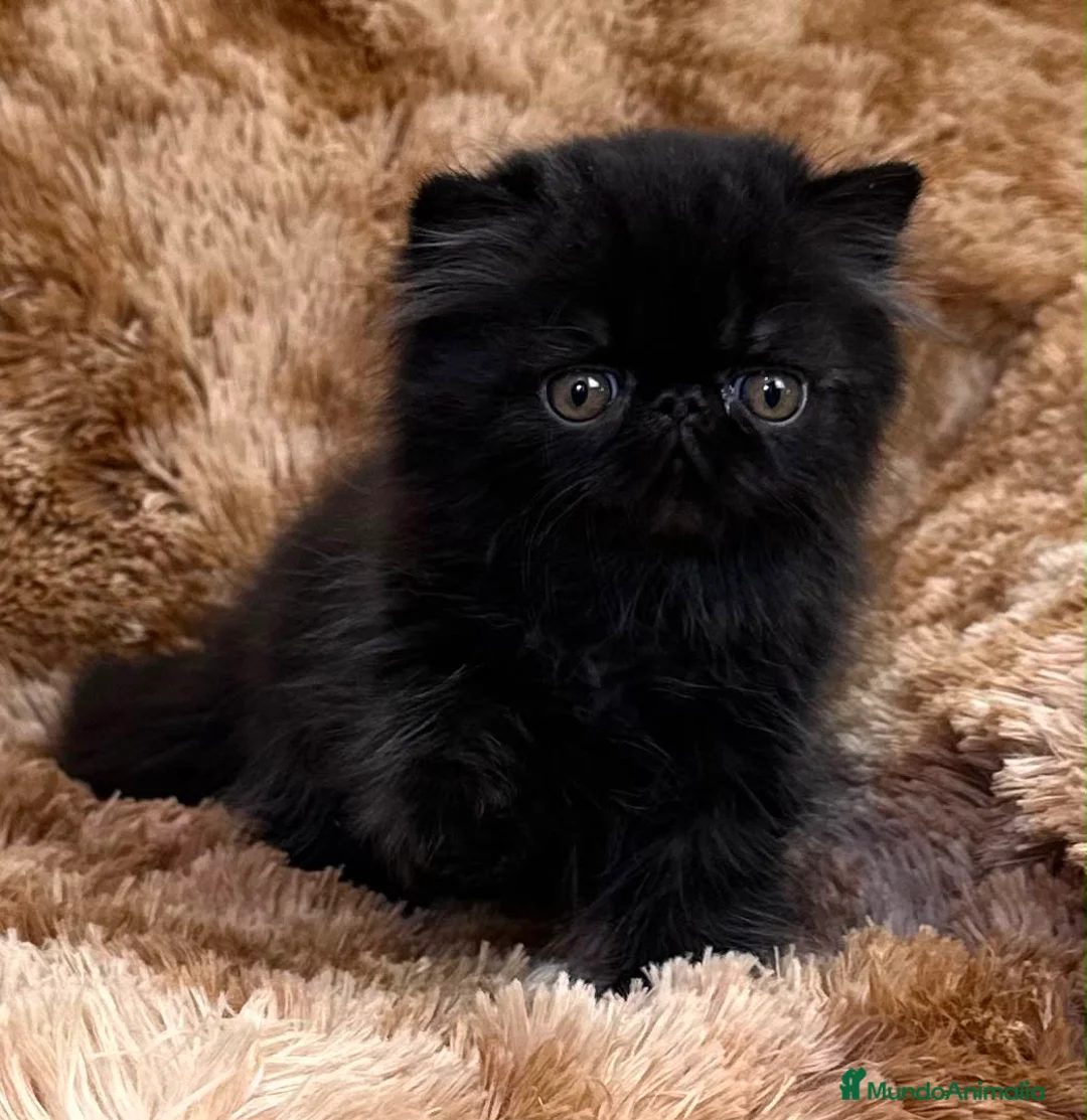 Persa gatos en venta: Persa puro negrito. - Anuncio 1