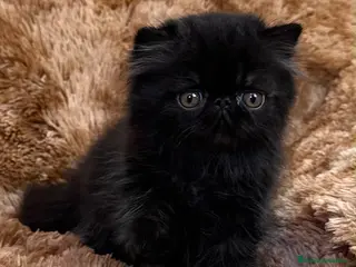Persa gatos Persa puro negrito. - Anuncio 1