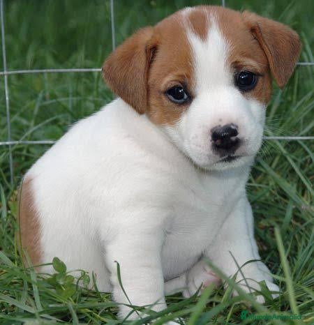 Jack Russell Terrier perros Jack Russell bicolor y tricolor preciosos bebes  - Anuncio 2