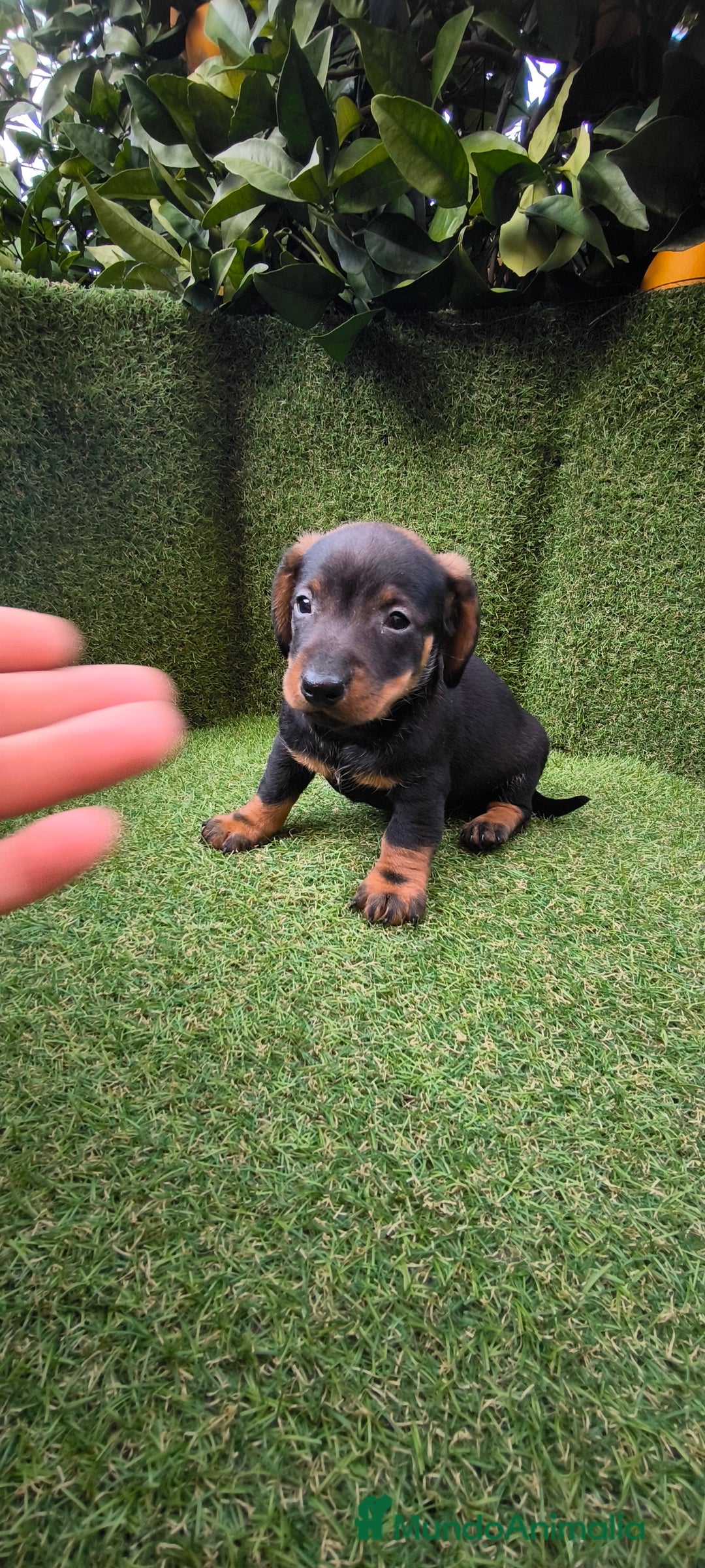 Teckel Miniatura perros en venta: camada teckel arlequín y todos los colores  - Anuncio 38