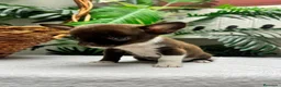 Chihuahua perros en venta: CHIHUAHUAS CHOCOLATE - Anuncio 30