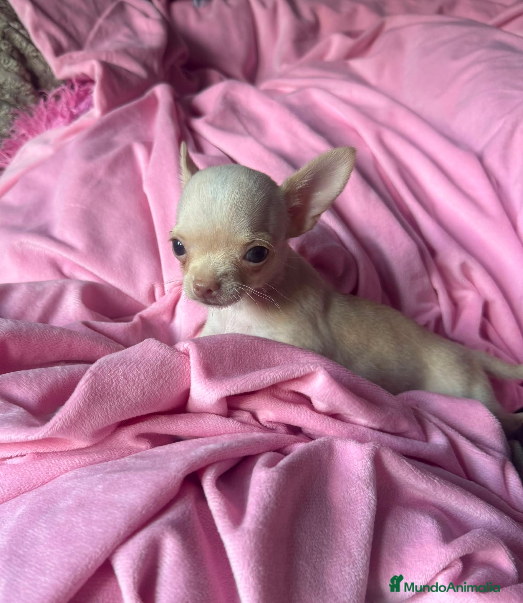 Chihuahua perros Chihuahua 💕🐾 - Anuncio 35