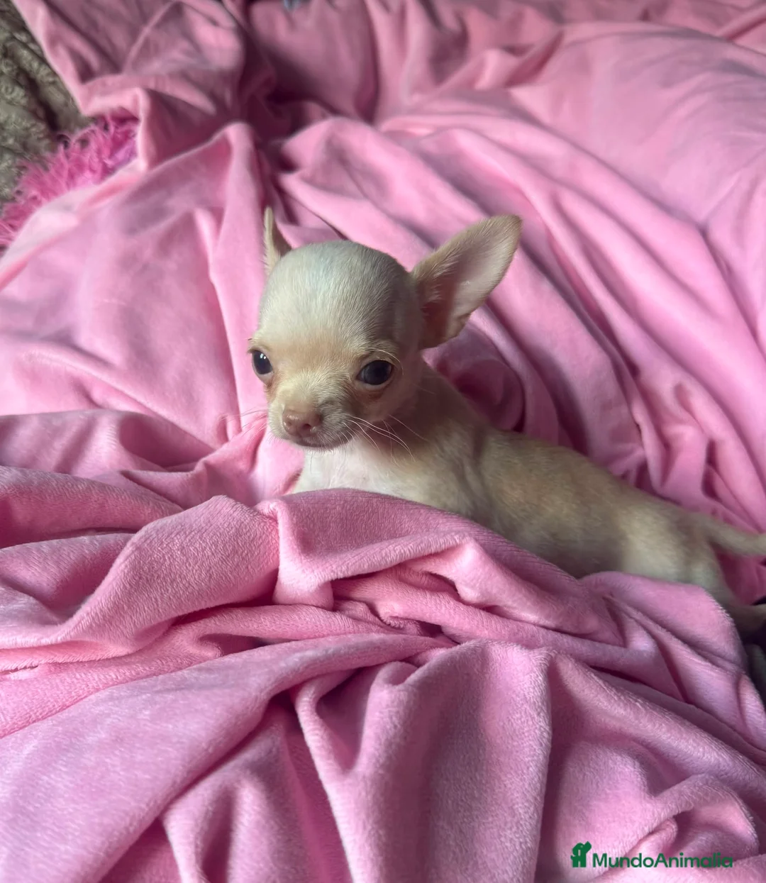 Chihuahua perros en venta: Chihuahua 💕🐾 - Anuncio 2
