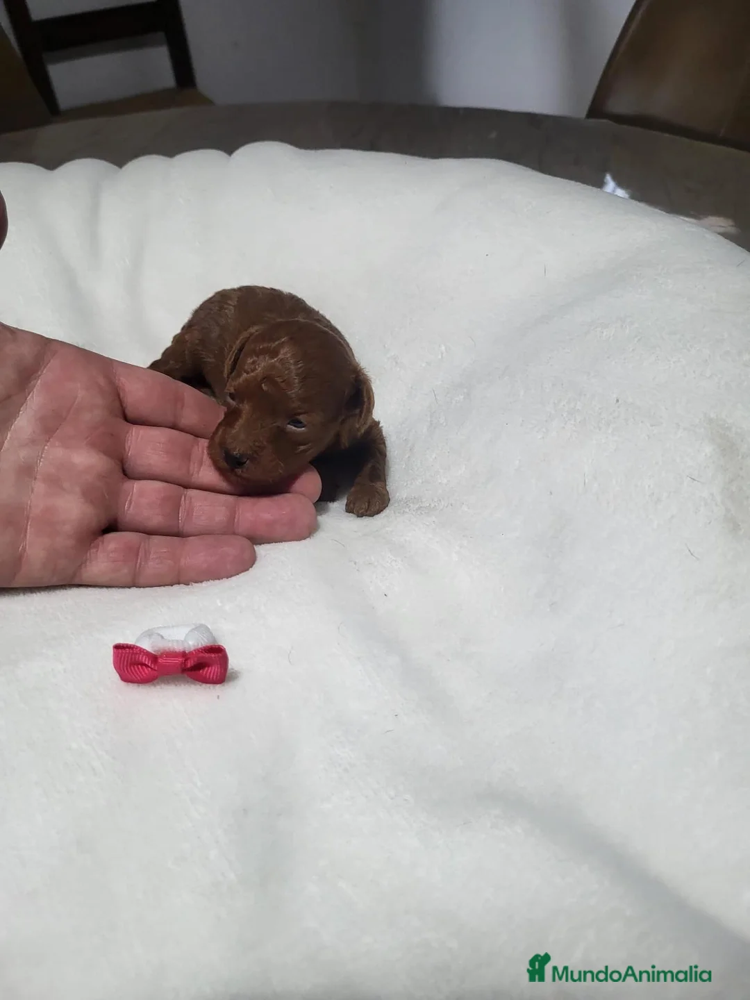 Caniche Toy perros en venta: Caniche - Anuncio 8