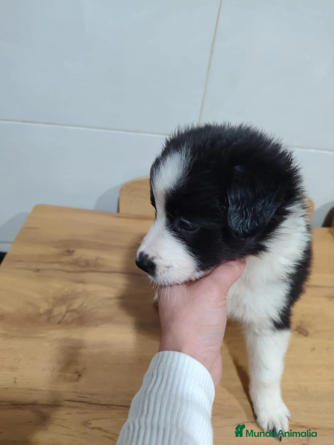 Border Collie perros en venta: Cachorros de Border Collie machos y hembras - Anuncio 10