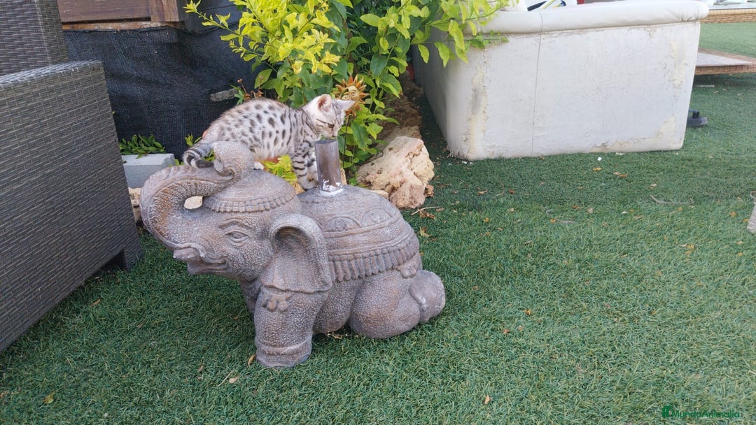 Bengalí gatos en venta: Bengalí impresionante bebes  - Imagen 3