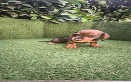 Teckel Miniatura perros en venta: teckel miniatura  - Imagen 9