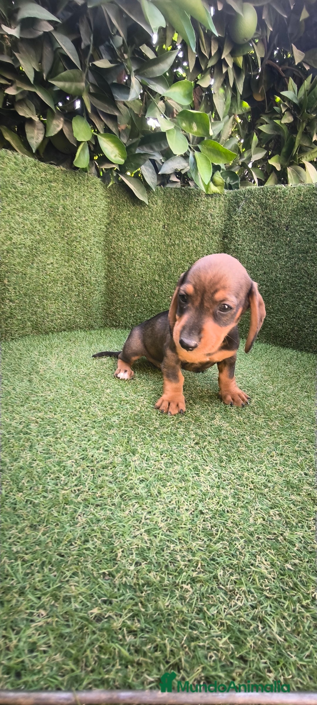 Teckel Miniatura perros en venta: teckel miniatura  - Imagen 9