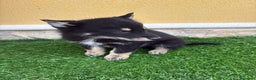 Perro Lobo de Saarloos perros en venta: Camada de Perro lobo Iberico impresionantes  - Anuncio 25
