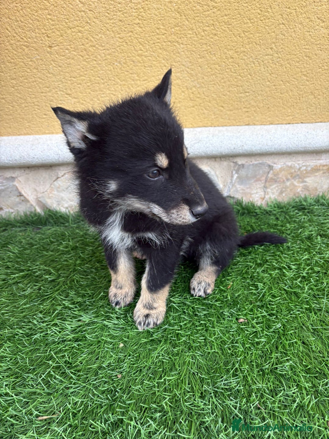 Perro Lobo de Saarloos perros en venta: Camada de Perro lobo Iberico impresionantes  - Anuncio 25