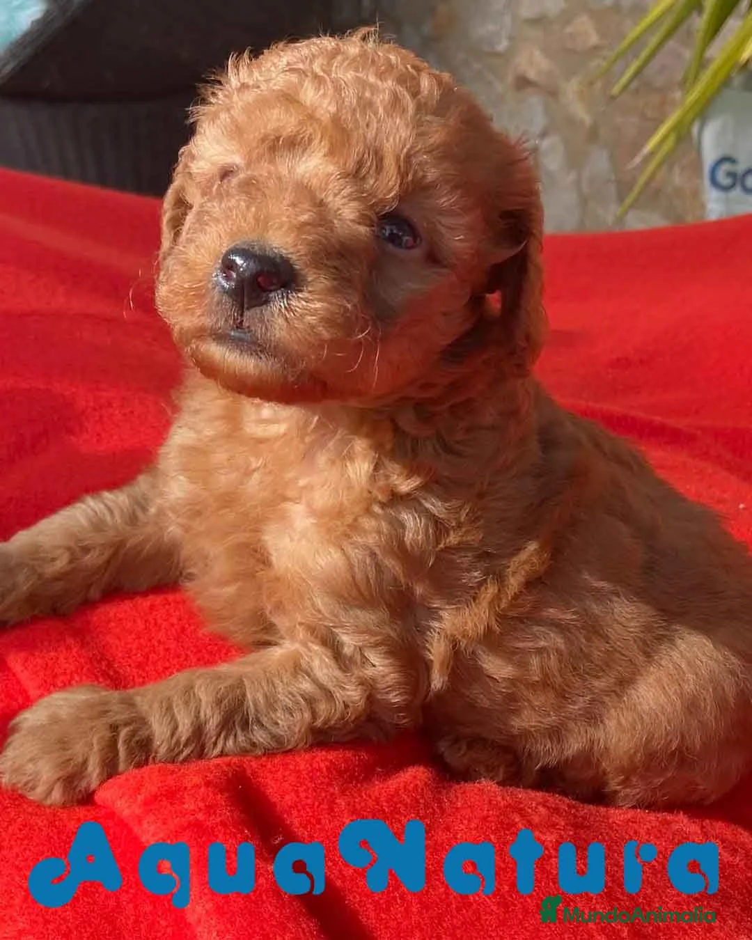 Caniche Toy perros en venta: Caniche Macho 7352 de Camila - AQUANATURA en Barcelona - Anuncio 11