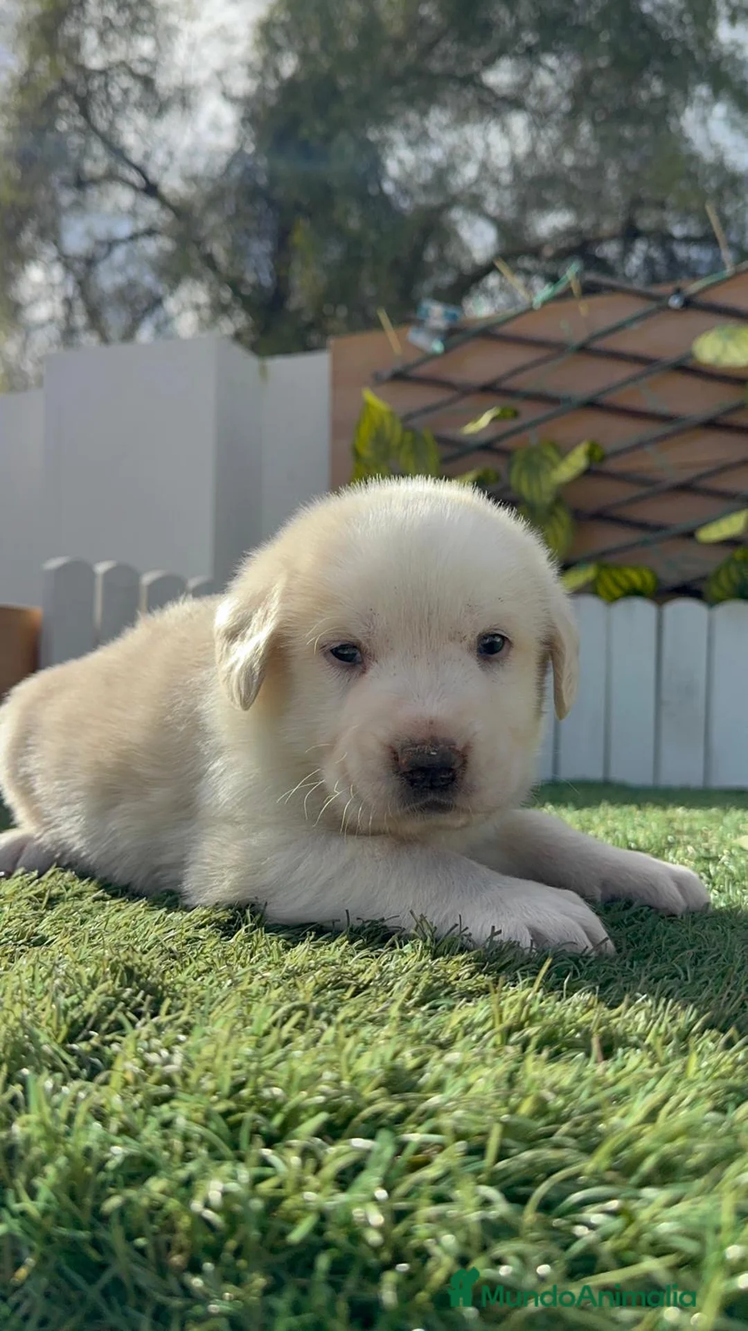 Mastín Español perros en venta: MASTIN ESPAÑOL - Anuncio 8