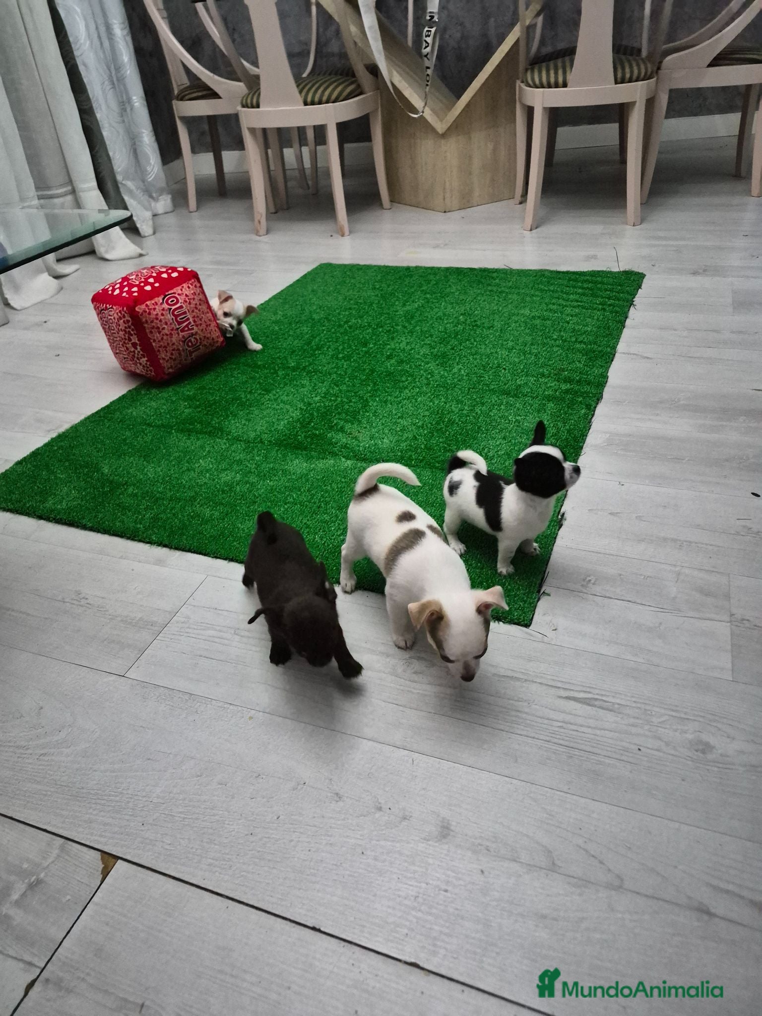 Chihuahua perros Chihuahuas toys impresionantes  - Anuncio 24