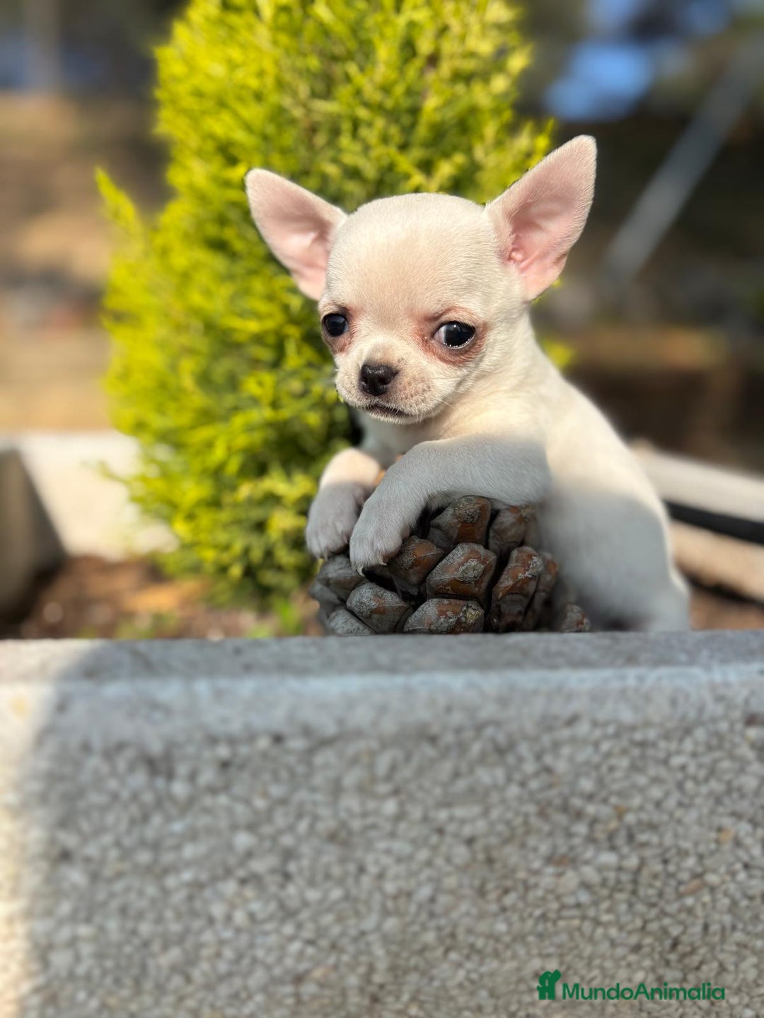 Chihuahua perros en venta: Chihuahua pelo corto !!!!  - Anuncio 8