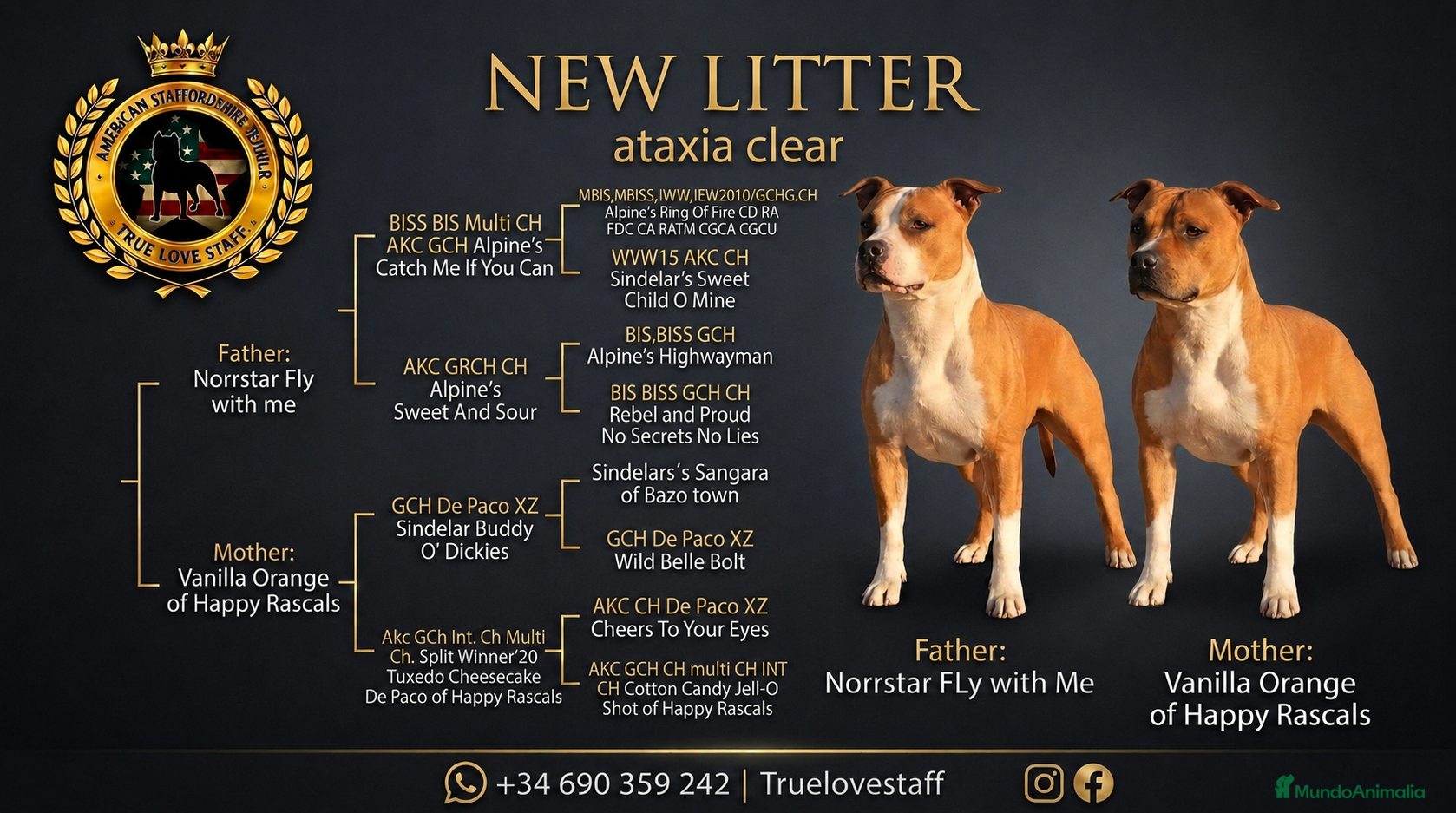 American Staffordshire-Terrier perros American staffordshire Terrier  - Anuncio 1