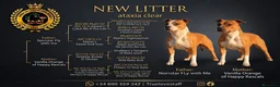 American Staffordshire-Terrier perros en venta: American staffordshire Terrier  - Anuncio 1
