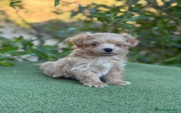 Maltipoo perros en venta: Precioso Maltipoo Toy macho apricot para entregar - Imagen 3