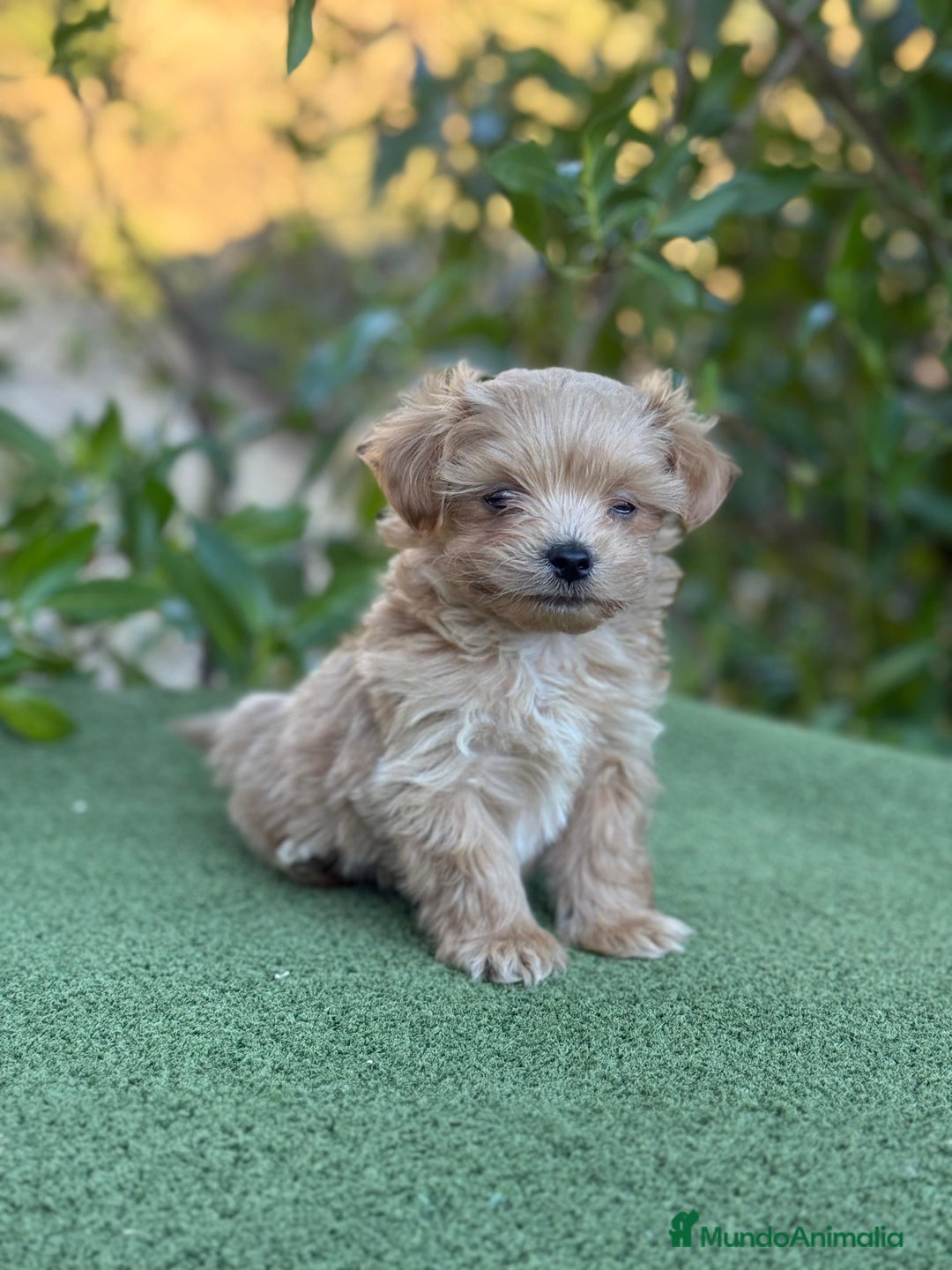 Maltipoo perros en venta: Precioso Maltipoo Toy macho apricot para entregar - Imagen 3