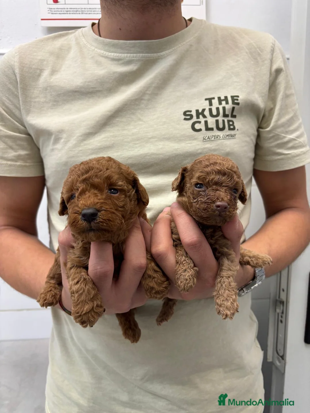 Caniche Toy perros en venta: Caniche Toy 1.600€ ¡Precio Real! - Anuncio 2