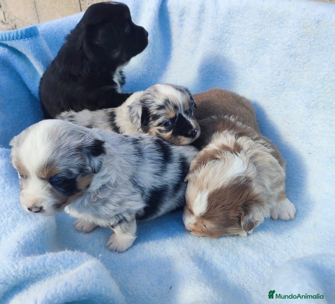 Pastor Miniatura Americano perros en venta: Pastor Americano  - Anuncio 4