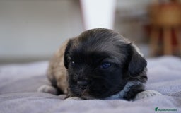 Maltipoo perros en venta: 🌸 Lotus, Maxi y Bone – en sus primeros días🐾 - Imagen 10