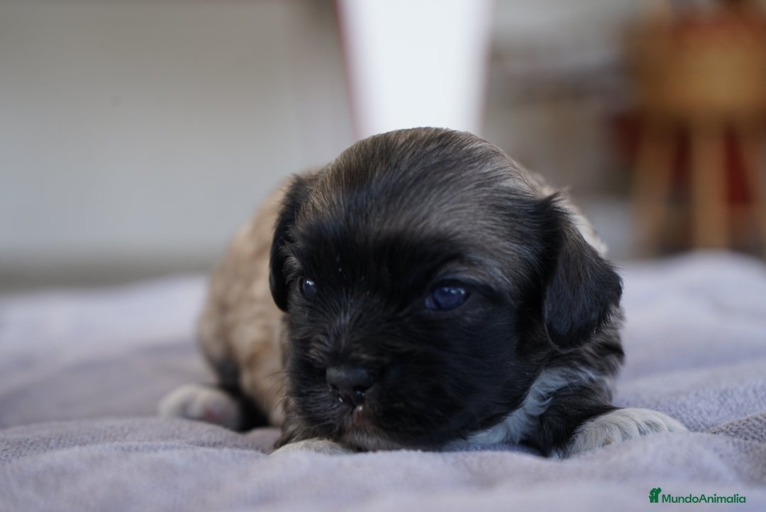 Maltipoo perros en venta: 🌸 Lotus, Maxi y Bone – en sus primeros días🐾 - Imagen 10