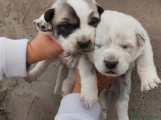 Mastín Español perros - Anuncio 1