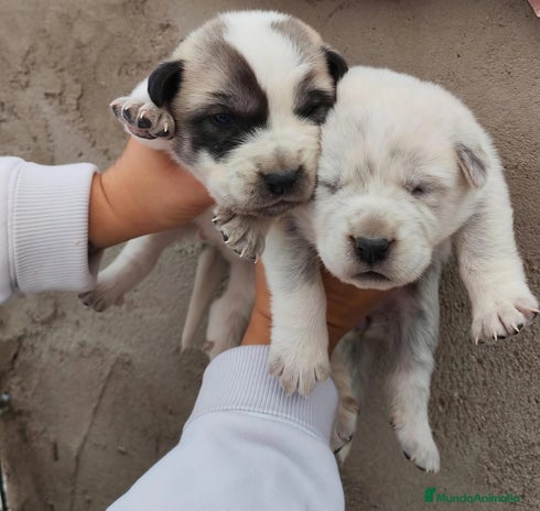 Mastín Español perros - Anuncio 1