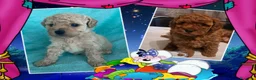 Caniche Toy perros en venta: Camada familiar de caniche toy - Anuncio 1
